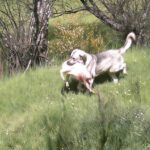 Perro cazando como un lobo