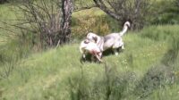 Perro cazando como un lobo