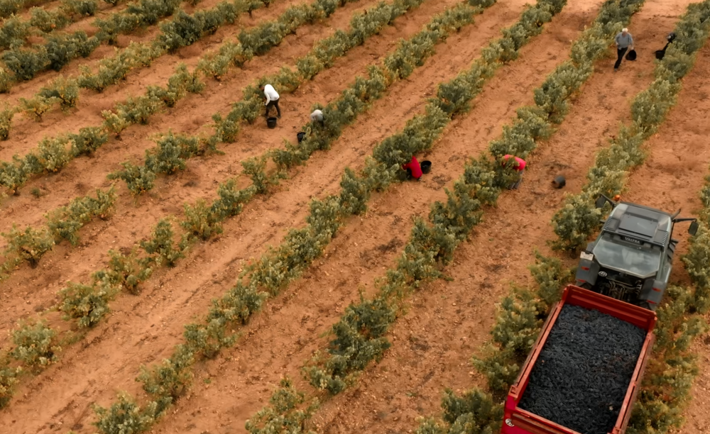 Viñedos en altura en Caleruega frente al cambio climático