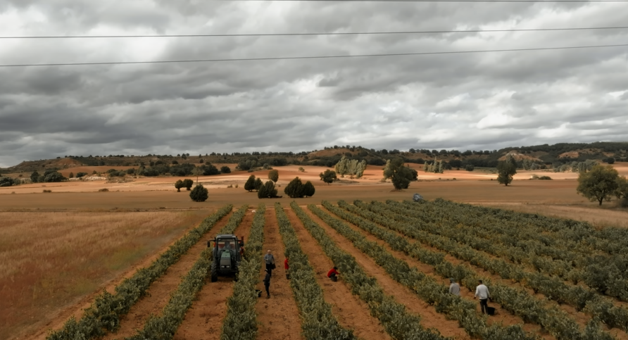 Viñedo de altitud en Caleruega