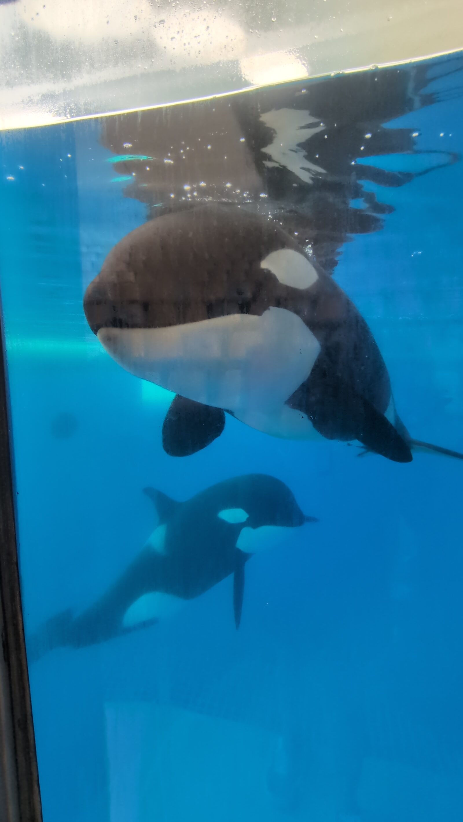 Morgan y Teno juntas bajo el agua. Dos de las orcas de Loro Parque