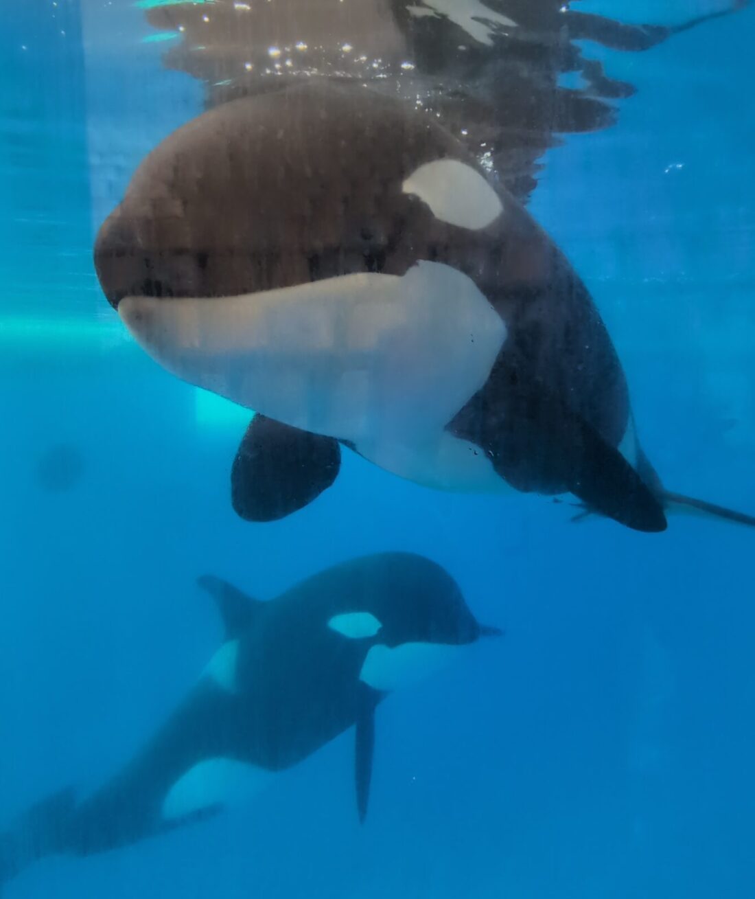 Morgan y Teno juntas bajo el agua. Dos de las orcas de Loro Parque