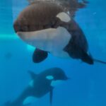 Morgan y Teno juntas bajo el agua. Dos de las orcas de Loro Parque