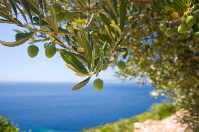 Una aceituna de la que se sacará aceite de oliva - Imagen June AICA data Wikifarmer