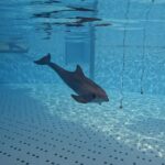 Ecolocalización delfines en Loro Parque