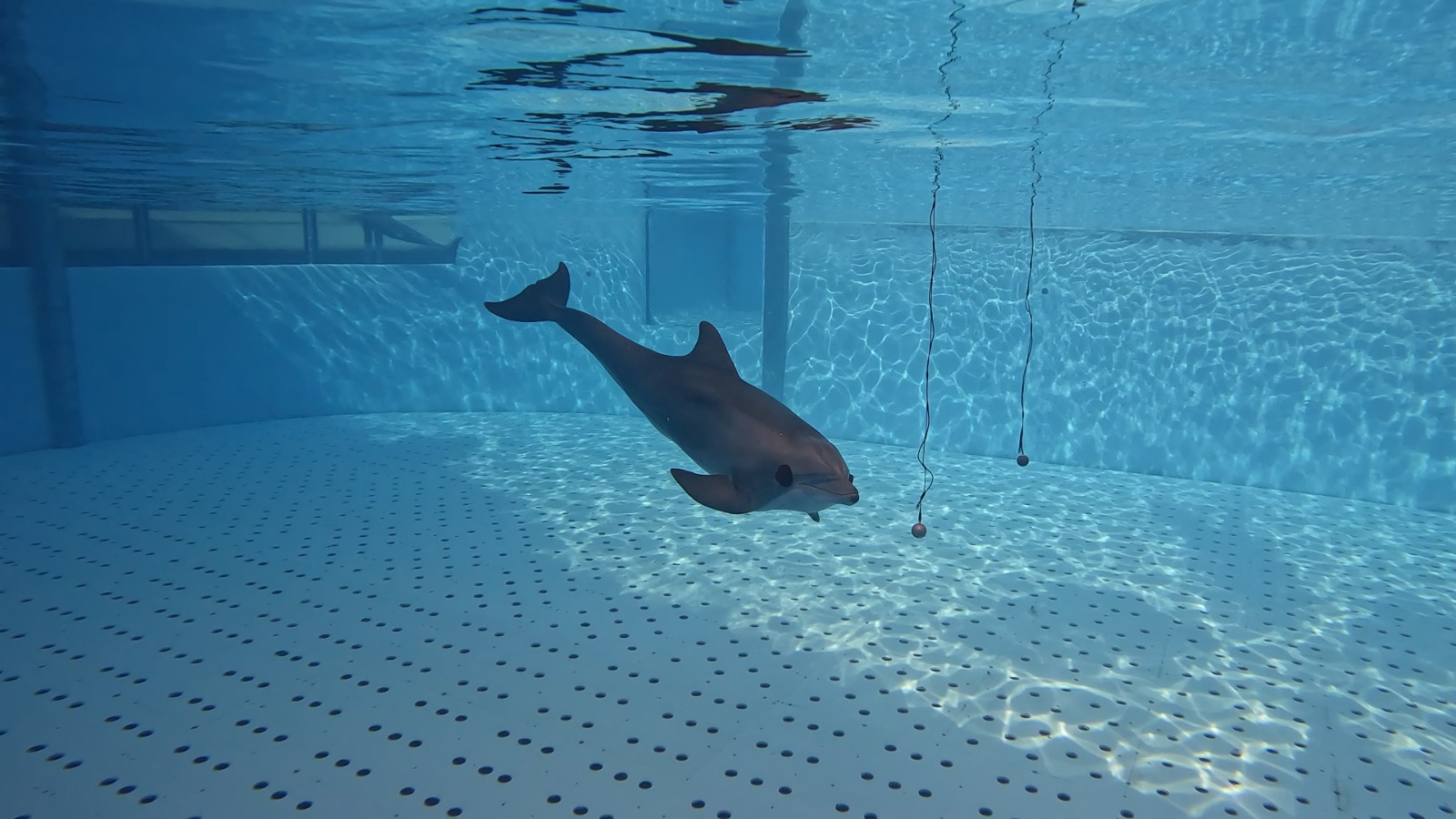 Ecolocalización delfines en Loro Parque