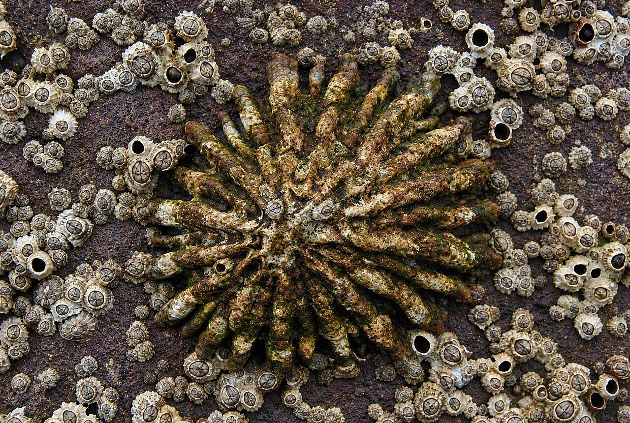 Pferruginea_04_JGuallart