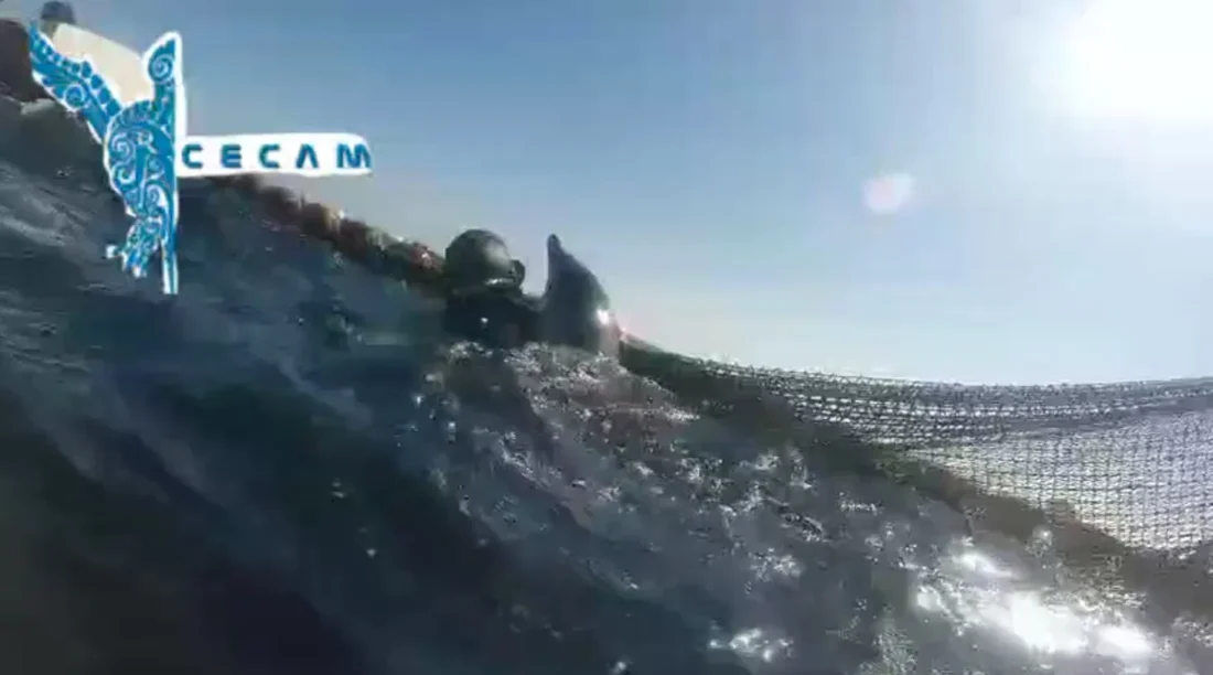 Un buzo junto a un delfín en la red de pesca de la Almadrabeta de Ceuta durante el rescate