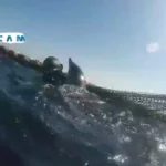 Un buzo junto a un delfín en la red de pesca de la Almadrabeta de Ceuta durante el rescate