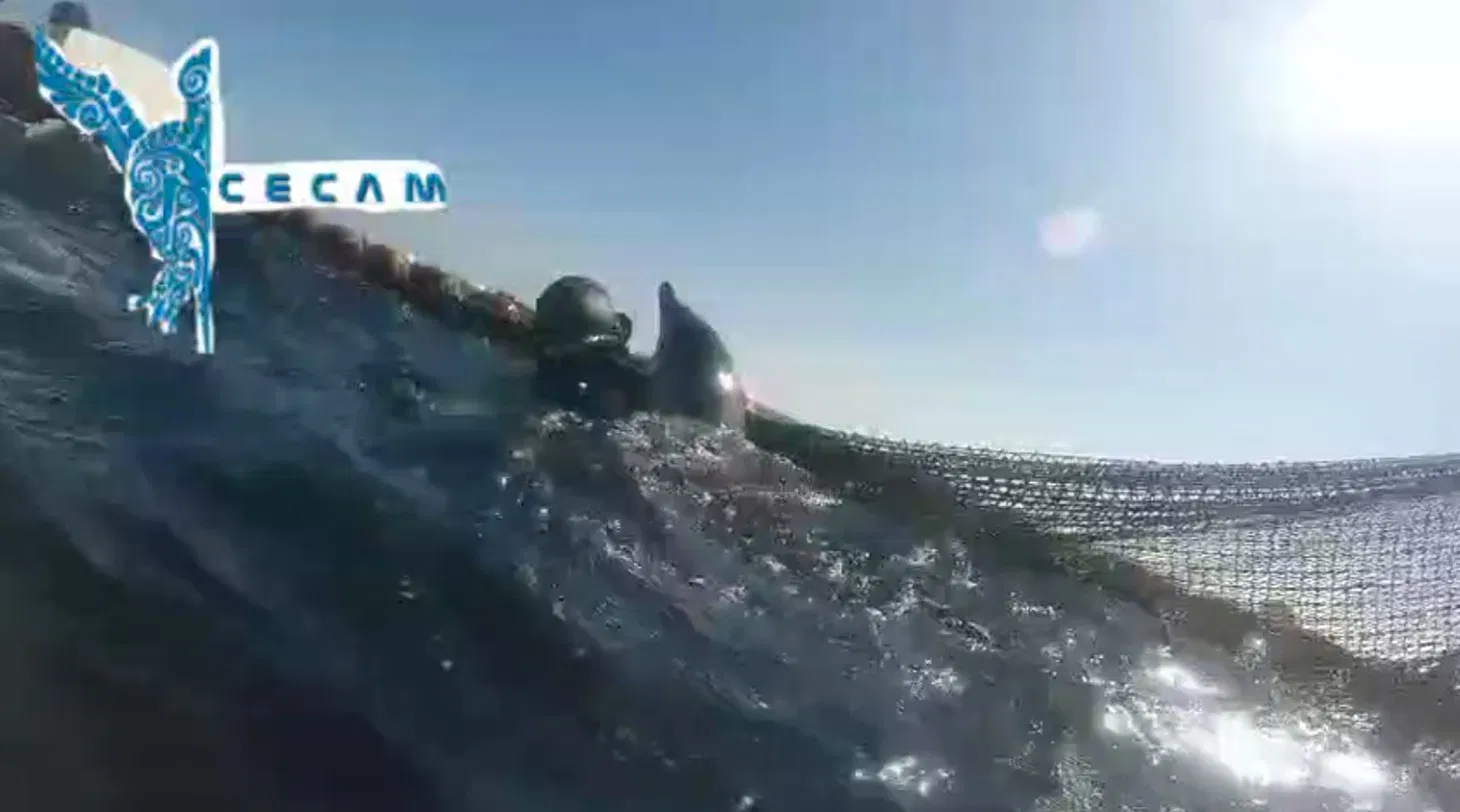 Un buzo junto a un delfín en la red de pesca de la Almadrabeta de Ceuta durante el rescate
