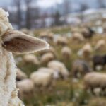 Un rebaño pastando en un prado con nieve, imagen de la trashumancia